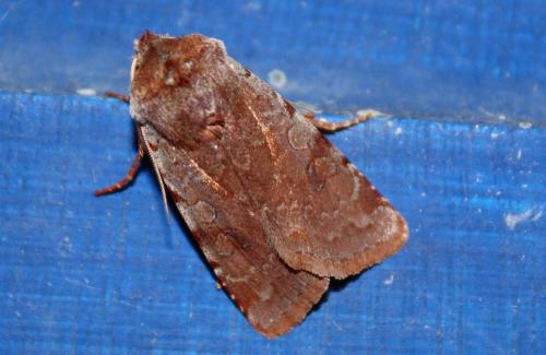 Réf. 238 902 : Cerastis rubricosa